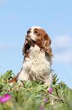 CAVALIER KING CHARLES 264